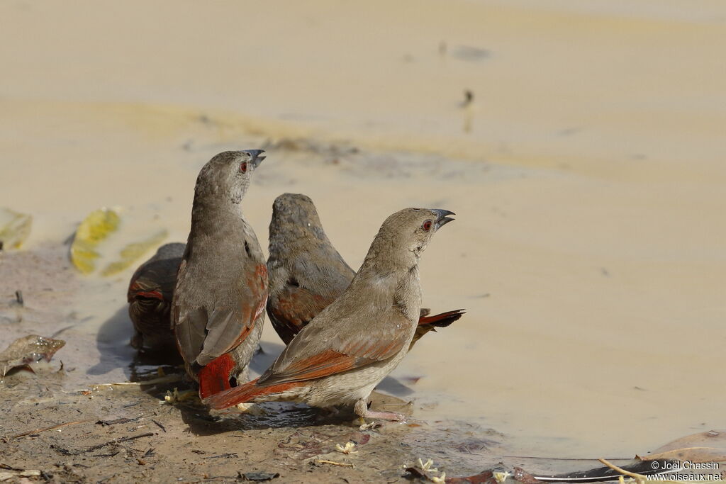 Red-winged Pytilia