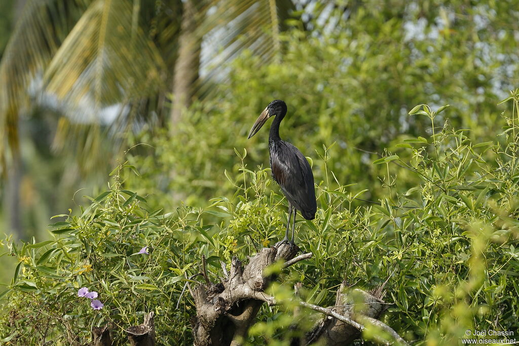 African Openbill, identification