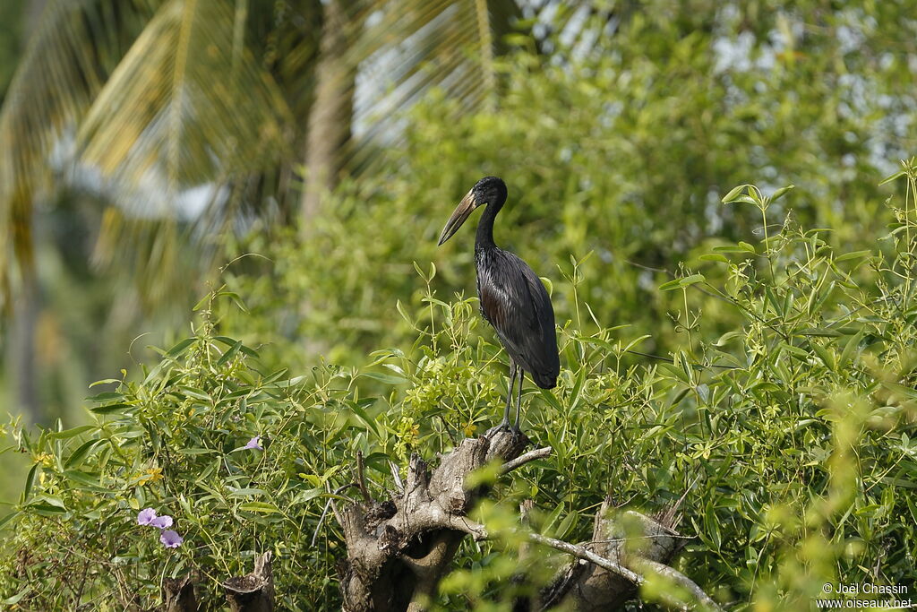 Bec-ouvert africain, identification