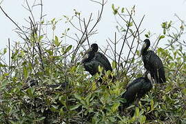 African Openbill