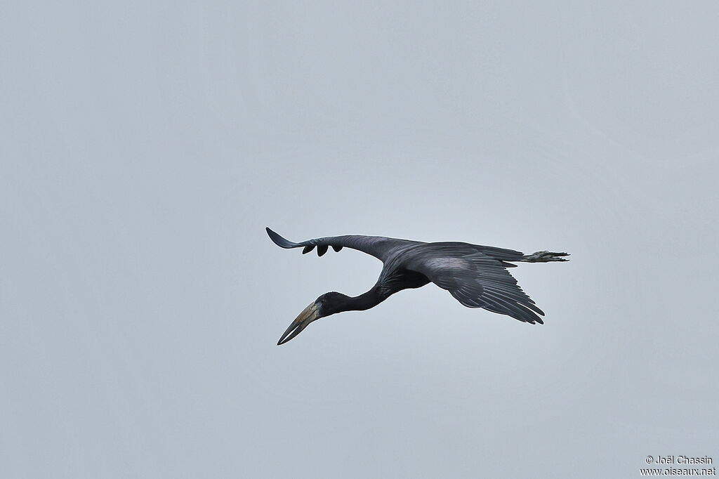 African Openbill, Flight