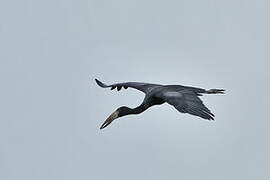 African Openbill