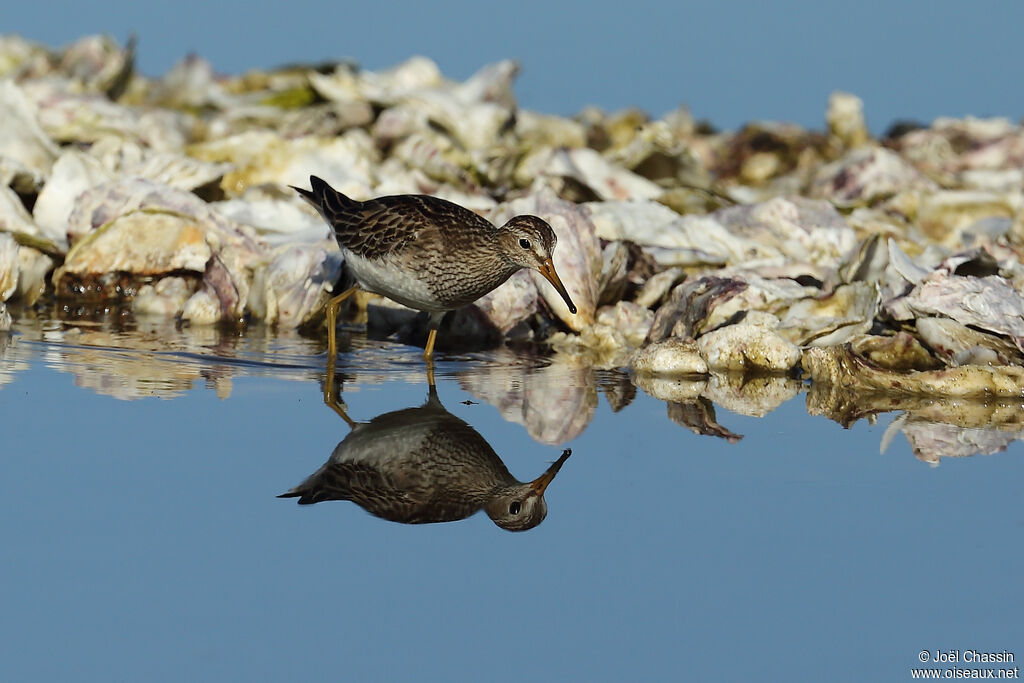 Pectoral Sandpiper, identification, walking