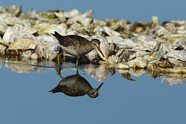 Pectoral Sandpiper