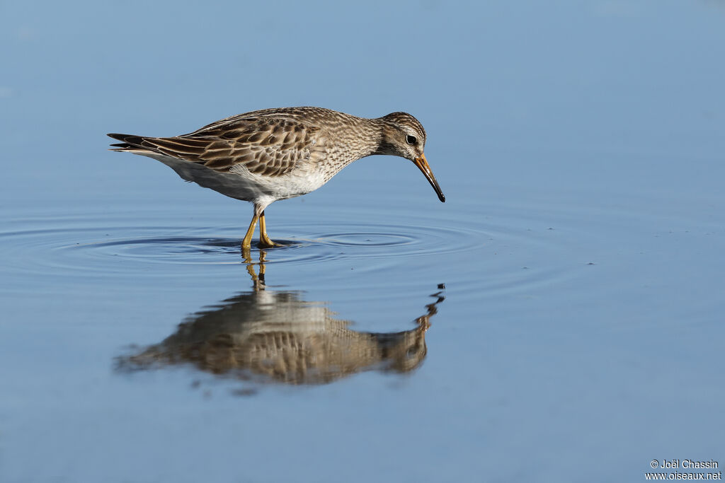 Bécasseau tacheté, identification