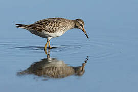 Pectoral Sandpiper