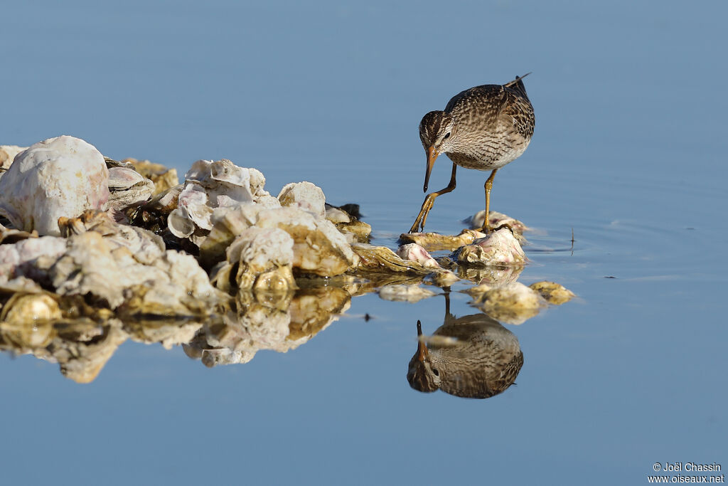 Pectoral Sandpiper, identification