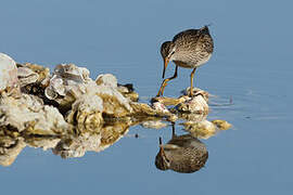 Pectoral Sandpiper