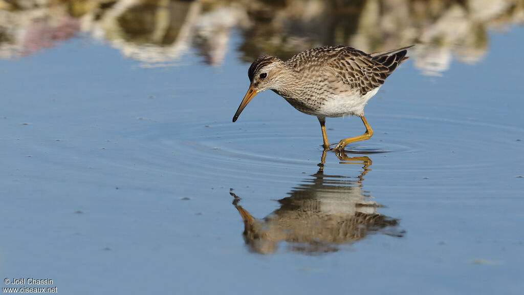 Pectoral Sandpiper, identification