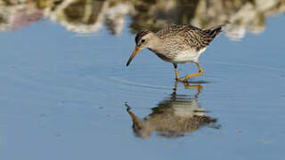 Pectoral Sandpiper