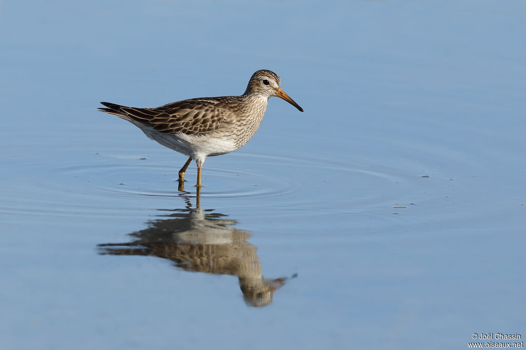 Pectoral Sandpiper