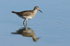 Pectoral Sandpiper