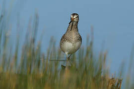 Pectoral Sandpiper