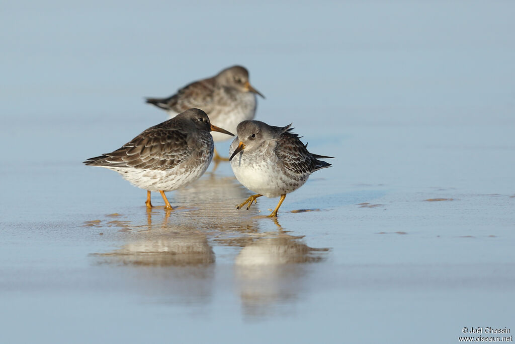 Purple Sandpiper