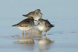 Purple Sandpiper