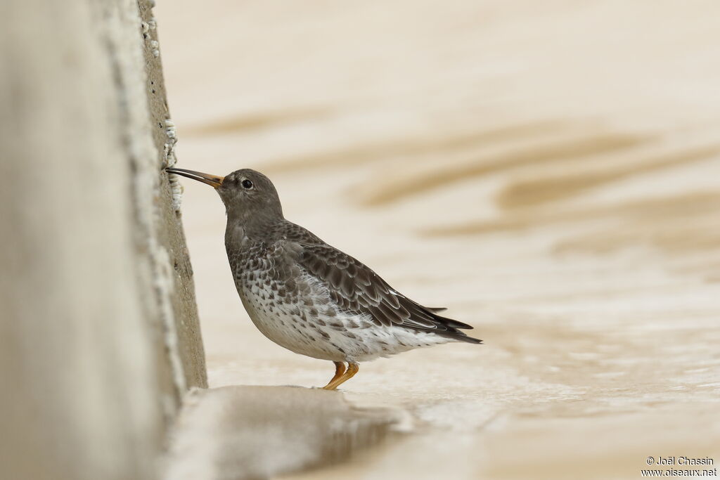 Purple Sandpiper, identification, eats