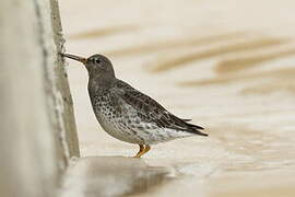 Purple Sandpiper