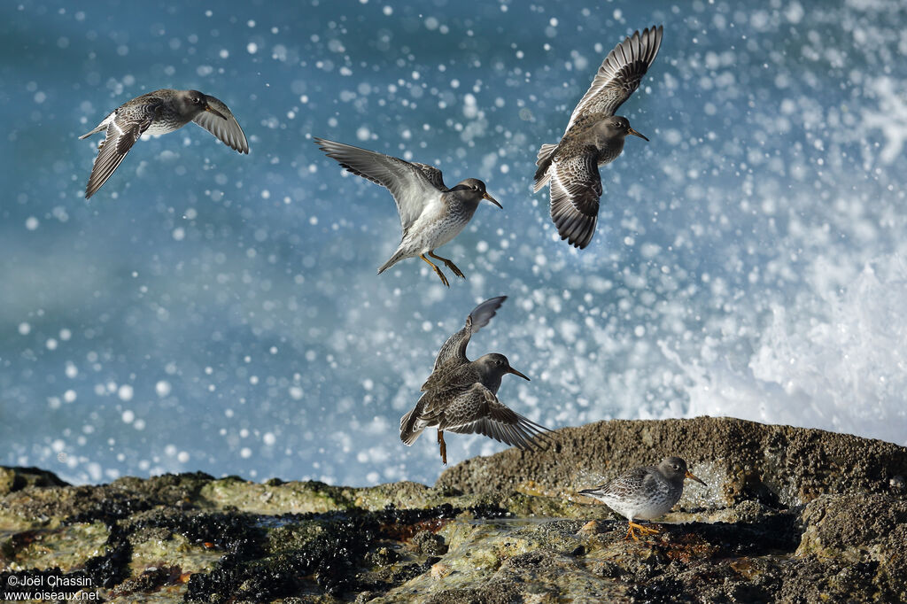 Purple Sandpiper, Flight