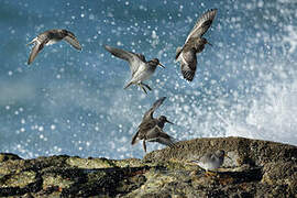 Purple Sandpiper