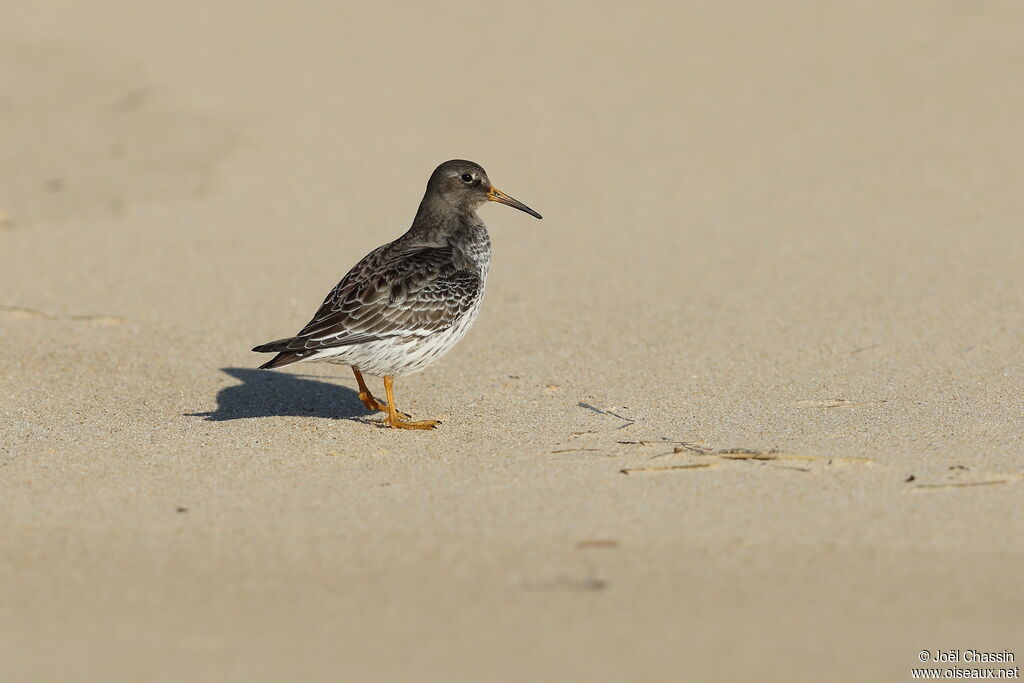 Purple Sandpiper, identification, walking