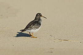 Purple Sandpiper