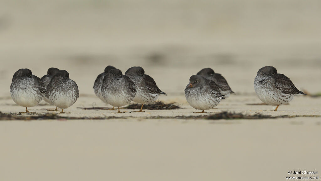 Purple Sandpiper