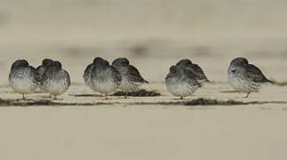 Purple Sandpiper