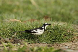 African Pied Wagtail