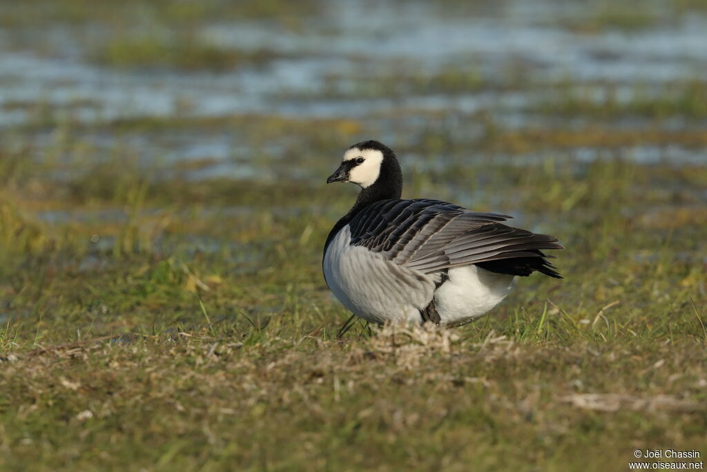 Barnacle Goose