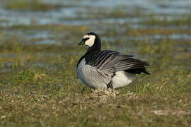 Barnacle Goose