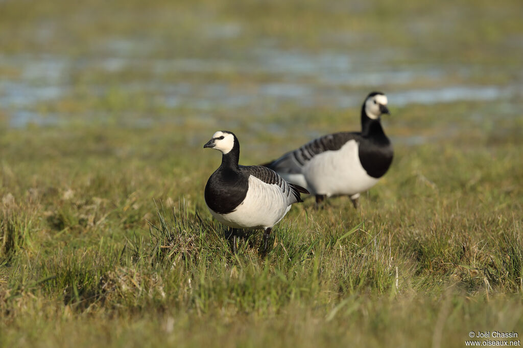 Barnacle Goose