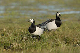 Barnacle Goose