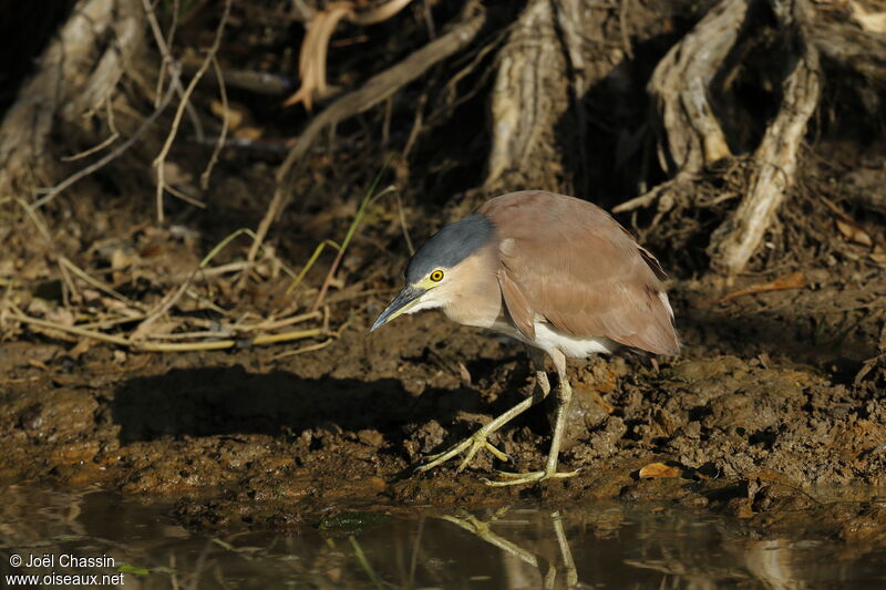 Nankeen Night Heron, identification, walking
