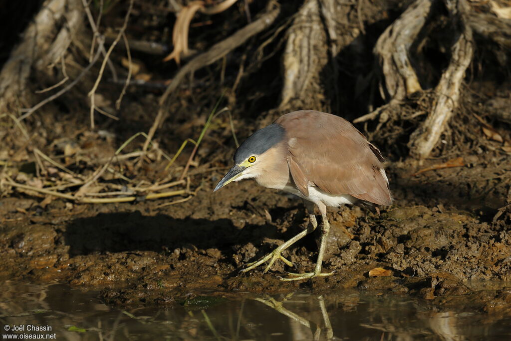 Nankeen Night Heron, identification, walking