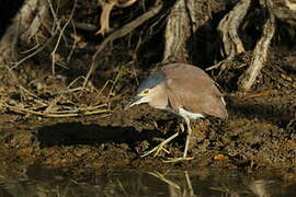 Nankeen Night Heron