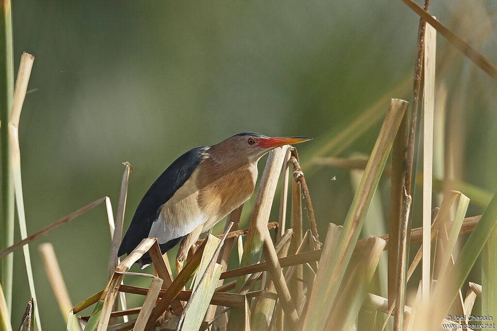 Blongios nain mâle, identification