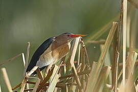 Little Bittern