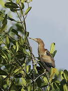 Little Bittern