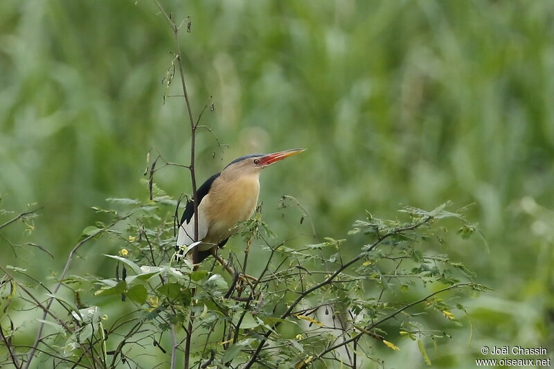 Blongios nain mâle, identification