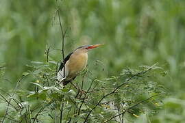 Little Bittern