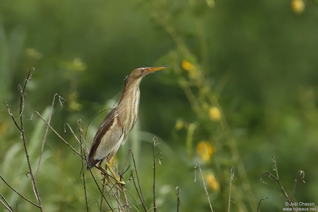 Little Bittern female, identification