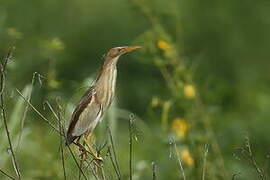 Little Bittern