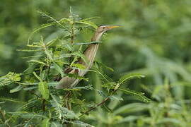 Little Bittern