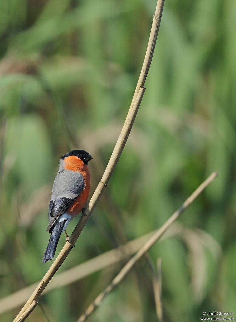 Eurasian Bullfinch male, identification