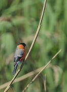 Eurasian Bullfinch