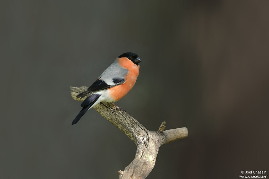 Eurasian Bullfinch