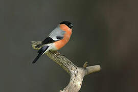 Eurasian Bullfinch