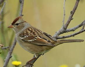 Bruant à couronne blanche