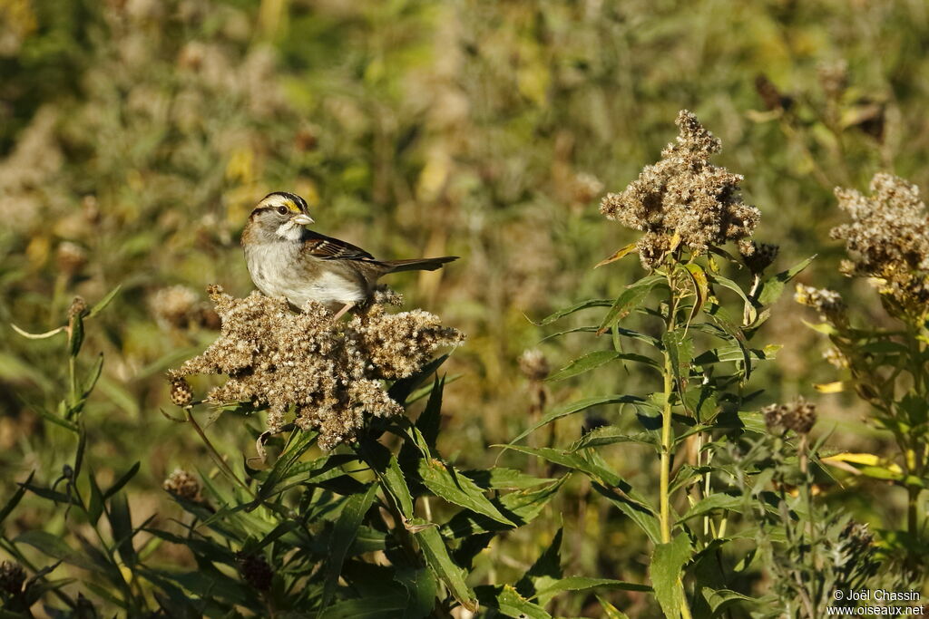 White-throated Sparrow, identification