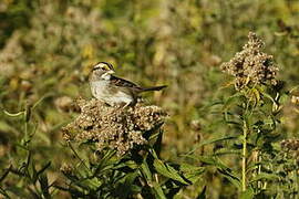 White-throated Sparrow